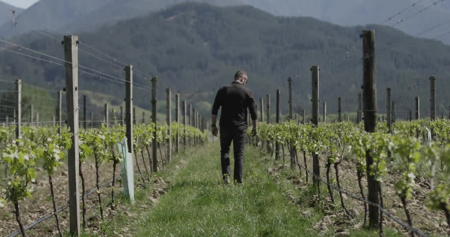 A man walks through a vineyard