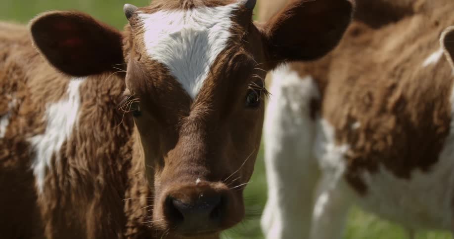 Cows graze on grass in a sunny field