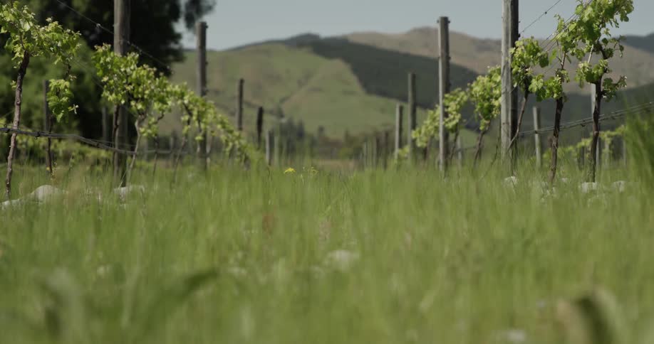 A grassy vineyard