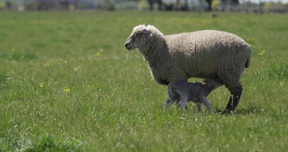 A sheep feeding her kid