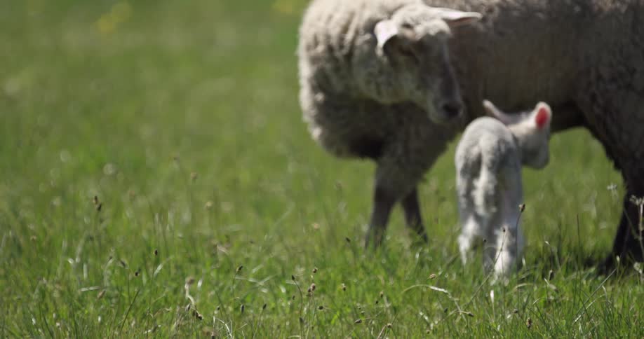 A lamb standing next to its mother, and then suckling, in a pasture