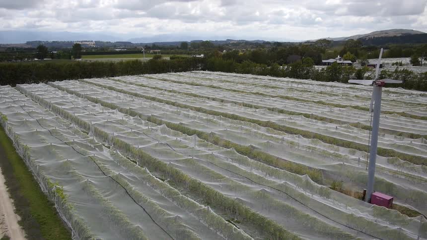 Plastic sheets cover rows at the vineyard