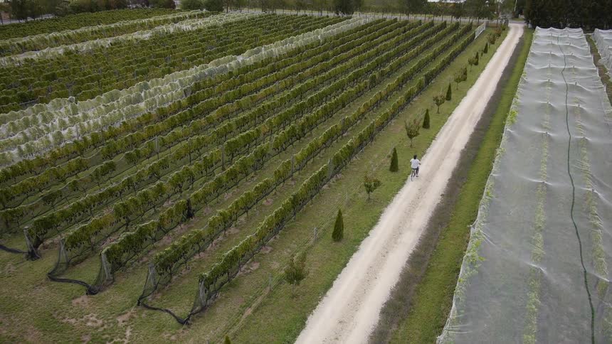 A person riding a bicycle on a dirt path between fields of grapes that are covered on one side, and mostly uncovered on the other side of the pathway