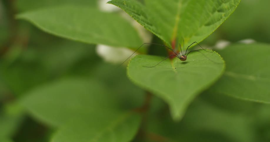A spider sits on a green leaf