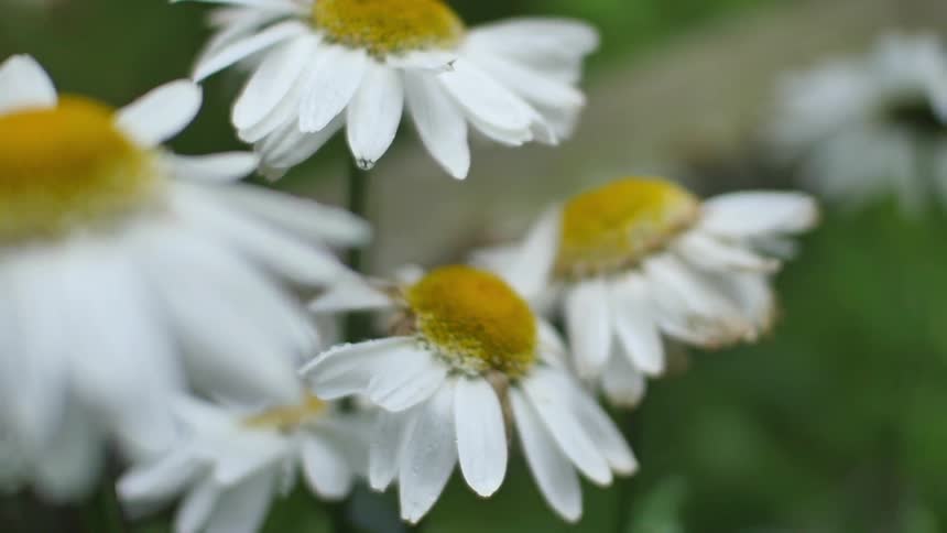 White daisies grow in a sunny area