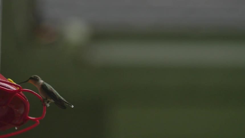 A hummingbird