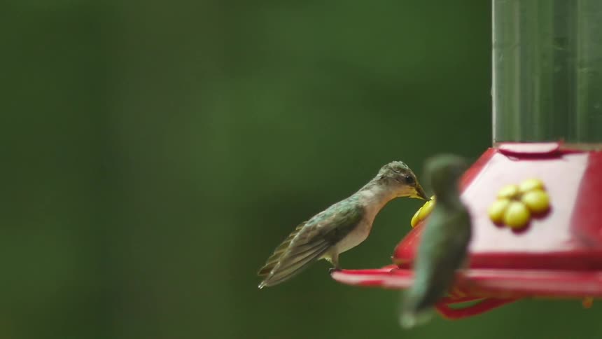 Birds feeding on a red bird feeder