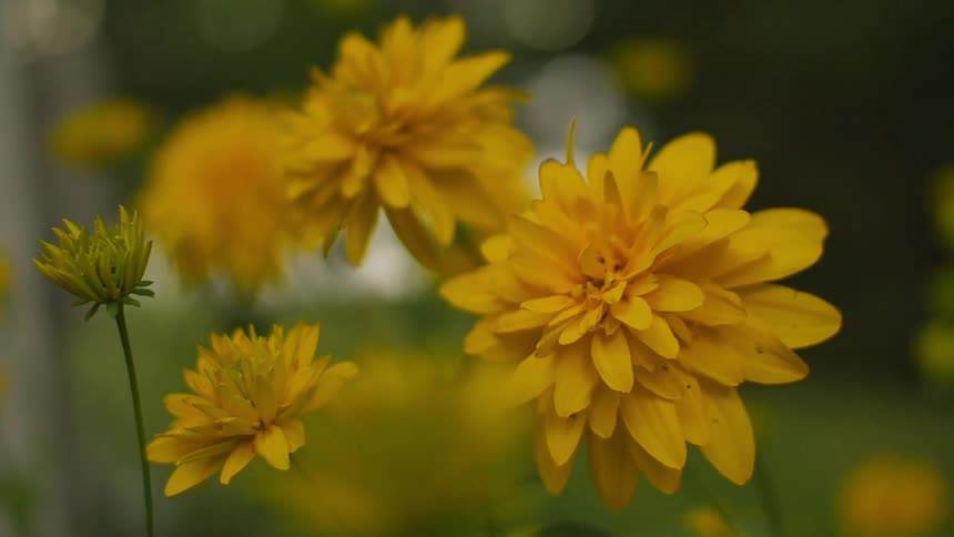 Yellow flowers grow in a field