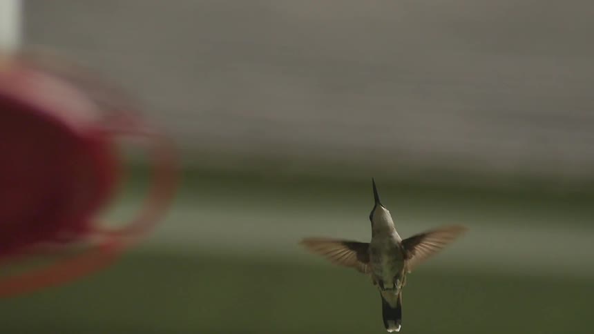 A hummingbird