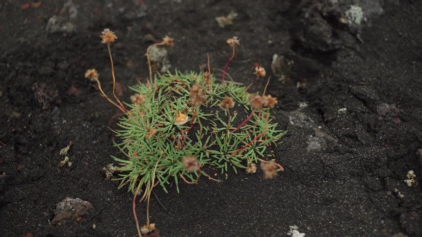 A plant grows in the dirt