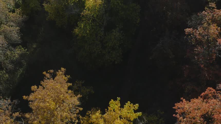 Two people walking on a path underneath a tree