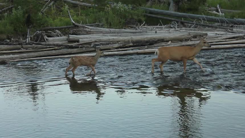 A mom and fawn cross a shallow river