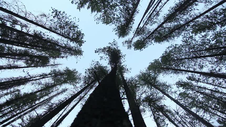 Looking up at the leaves of a tree
