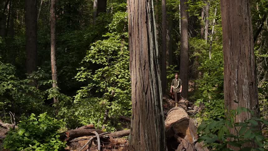 A hiker walks on a fallen tree in the forest