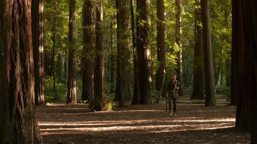 A person walking in the woods