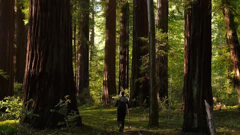 Trees tower over a hiker in the woods