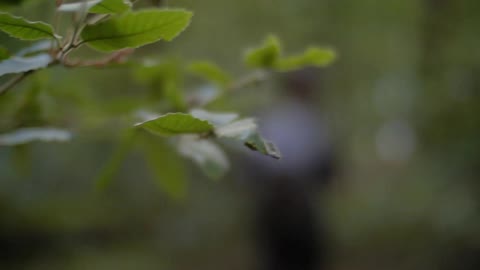 A man walks through the forest and disturbs a branch