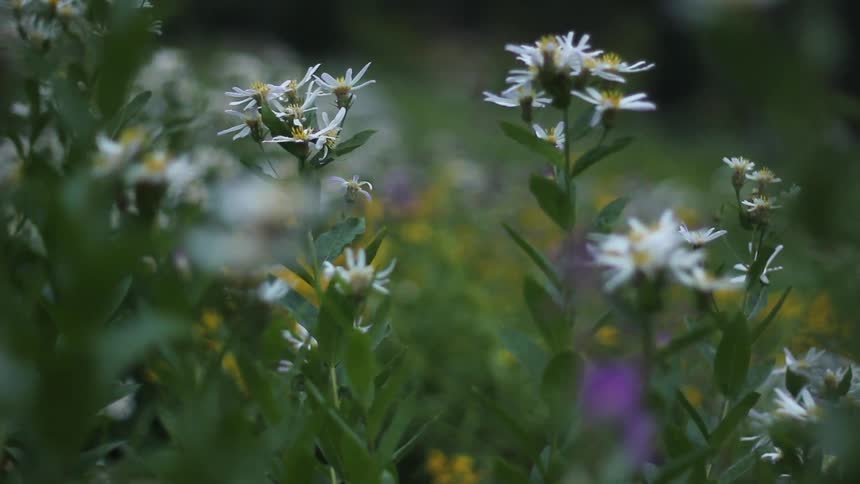 Wild flowers in a field at day time