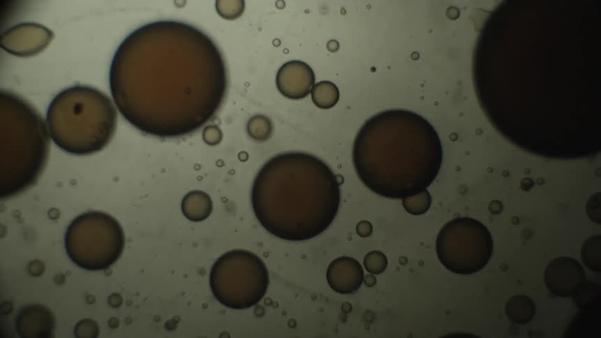 Cells are shown magnified