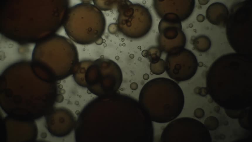 Cells are shown magnified