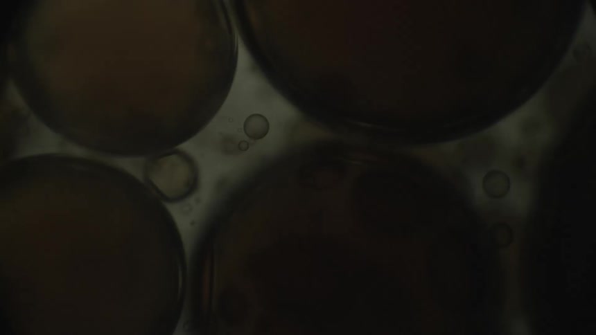 Cells are shown magnified