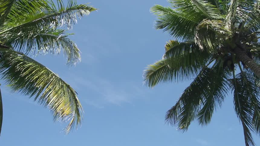 Palm tree on tropical island