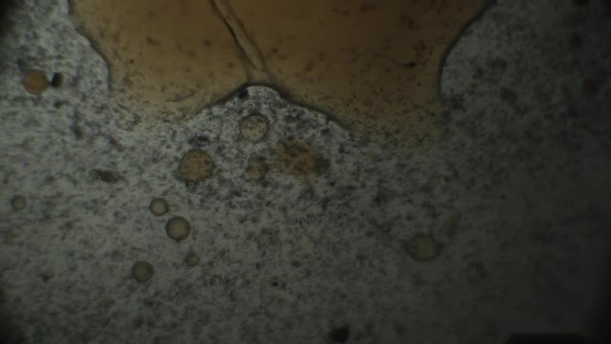 Microscopic view of cells