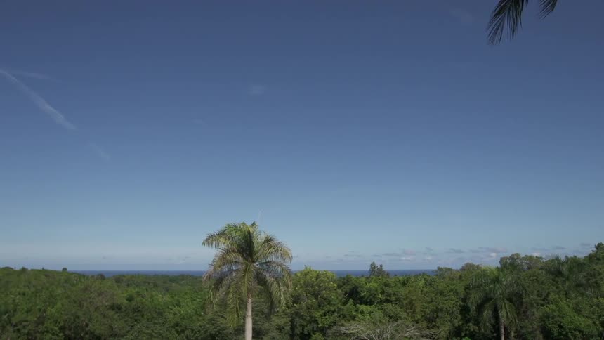 Trees on a sunny clear day