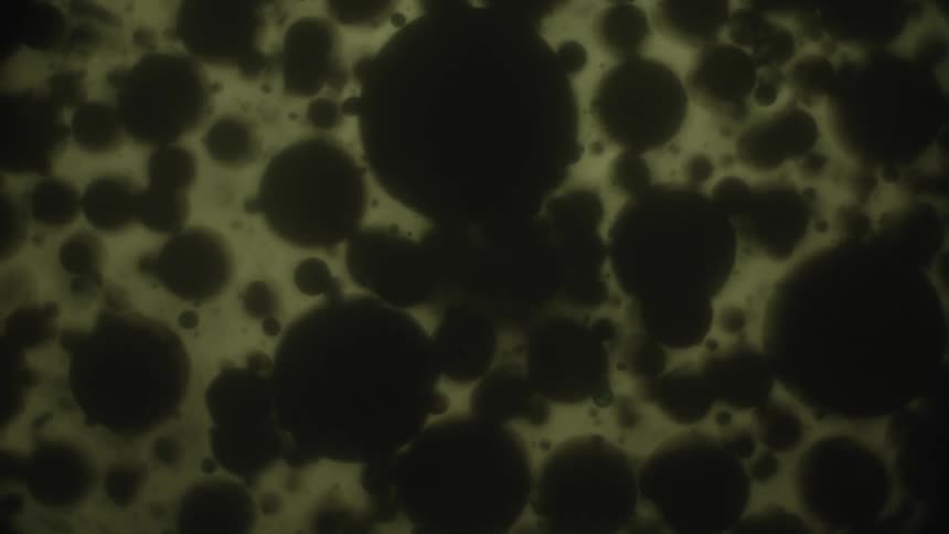 Black liquid drops expanding and contracting