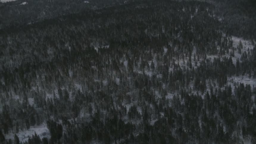A forest with snow on the ground