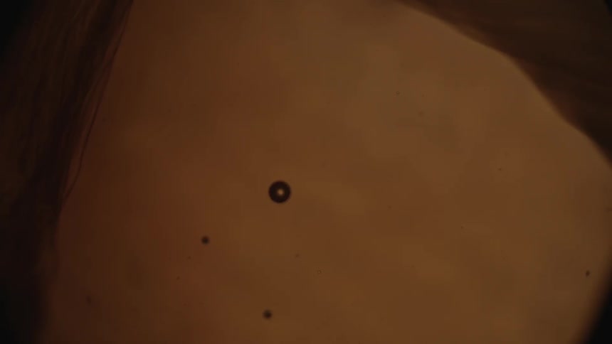 Cells are shown magnified