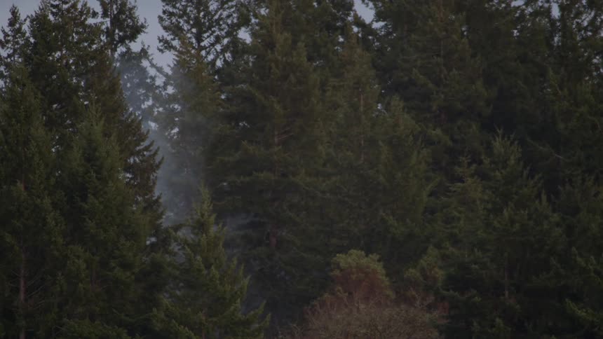 Fog is creeping through the trees