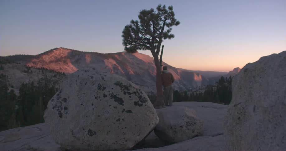 A person leans against a joshua tree looking out at the valley at sunrise