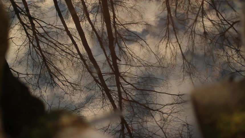 Sticks and branches