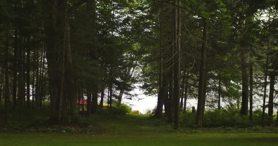 A track between the trees to the lakeside in the forest