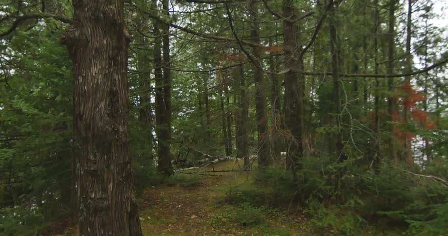 Trees grow in the forest