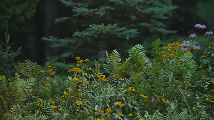 A close up of yellow and purple wildflowers amongst fern leaves that are growing before a line of pine trees