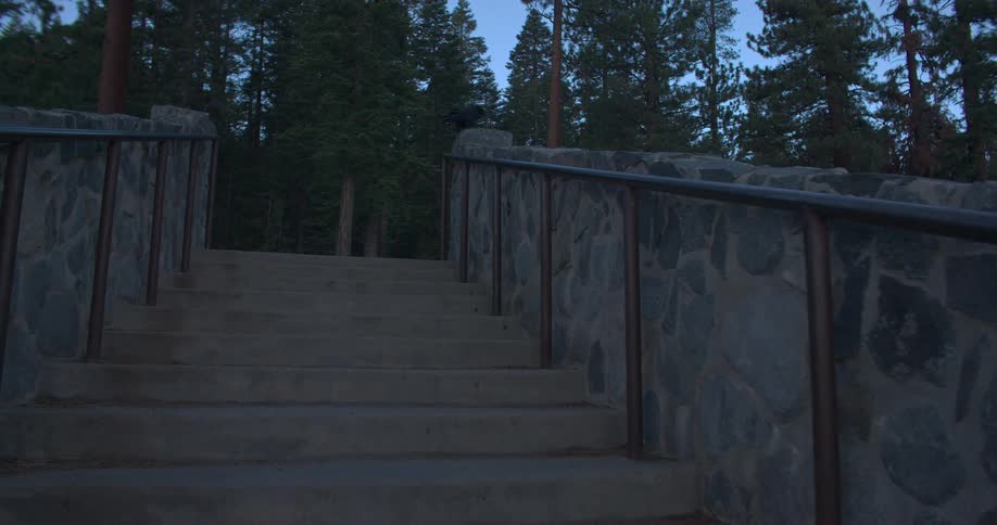 Steps near a forest