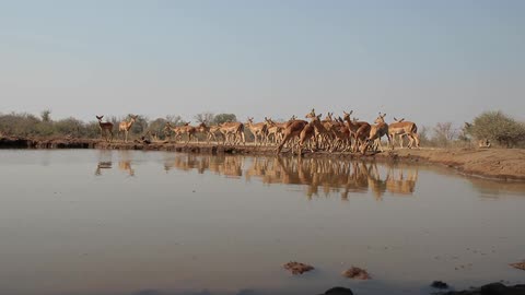 Antelope gather around a watering hole