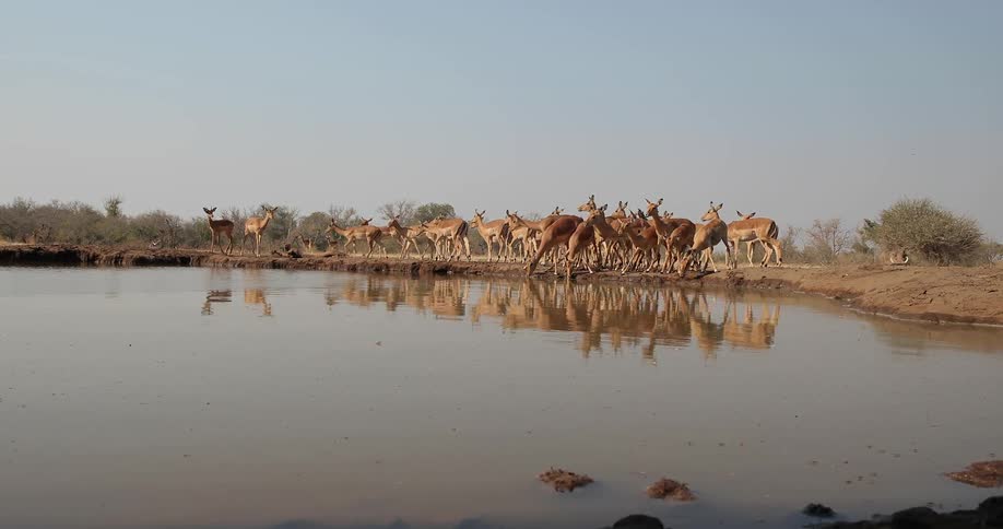 Antelope gather around a watering hole