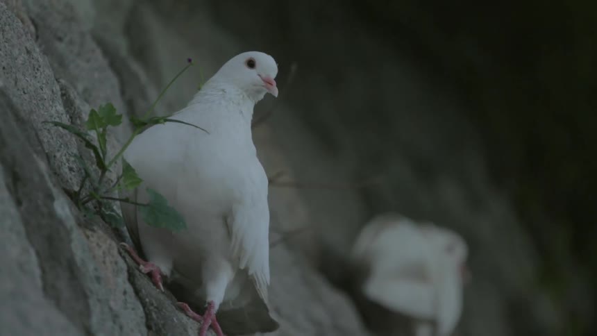 A close up view of a white bird in a rock