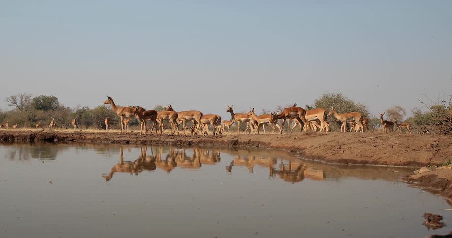 Herd of deer walking near a watering hole in the wild