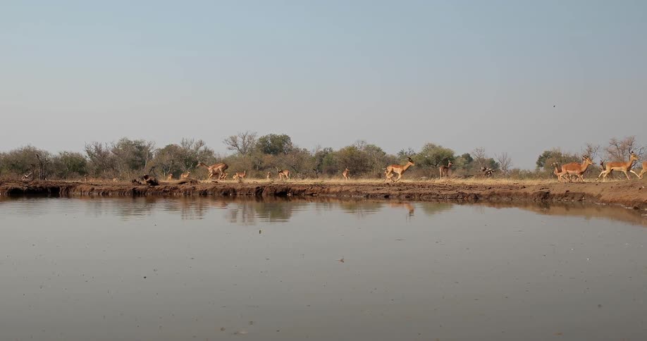 The animals run past the body of water