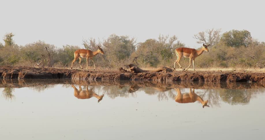 Antelopes walk around a water hole