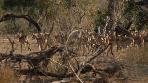 Herd of deer moving together on a savanna