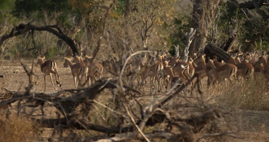 Herd of deer moving together on a savanna