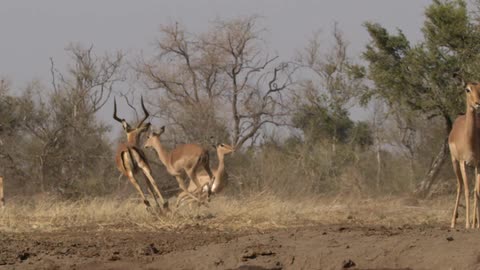 Antelope run around