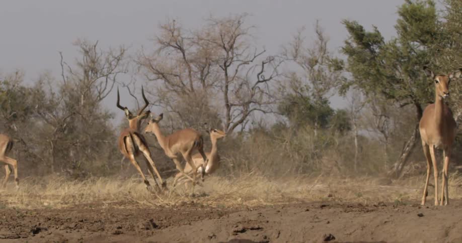 Antelope run around