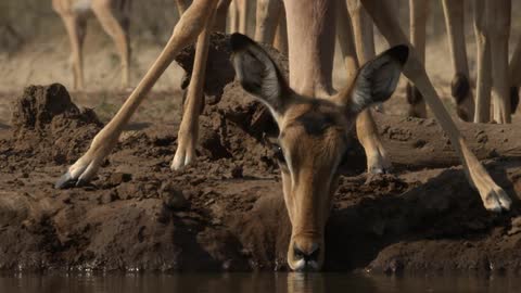 A deer drinks water in a field