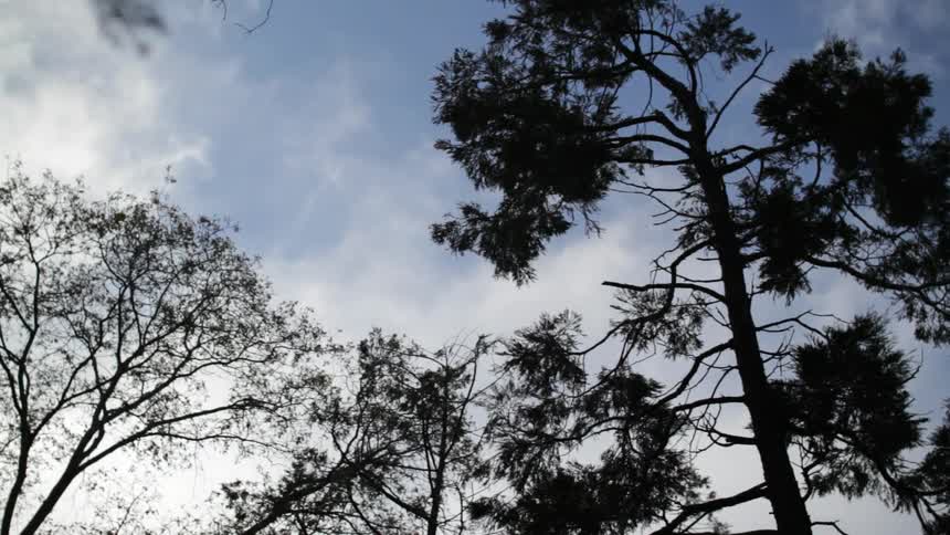 Clouds blow past above the trees